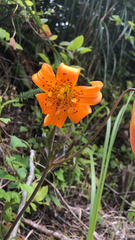 Lilium columbianum