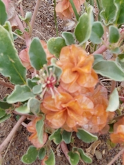 Tripterocalyx micranthus