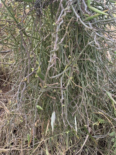 Cynanchum gerrardii
