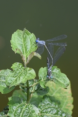 Lestes dorothea