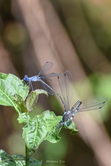 Lestes dorothea