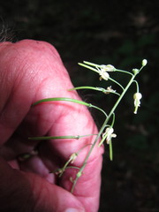 Borodinia canadensis