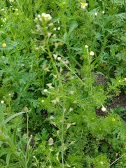 Capsella bursa-pastoris