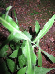 Borodinia canadensis