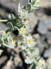Galium grayanum
