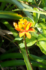 Epidendrum fulgens