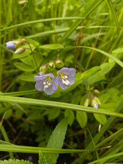 Polemonium reptans