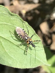 Pselliopus zebra