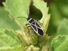 Ochrostomus pulchellus