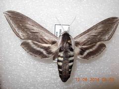 Sphinx perelegans