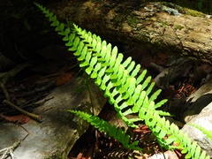 Polypodium plesiosorum