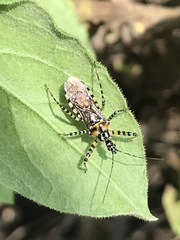 Pselliopus zebra