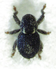 Microcryptorhynchus perpusillus