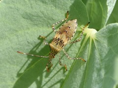Hypselonotus punctiventris