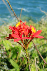 Epidendrum fulgens