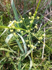 Cyperus pseudovegetus
