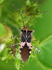 Hypselonotus punctiventris