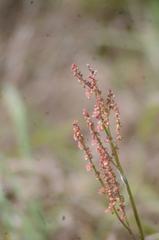 Rumex hastatulus