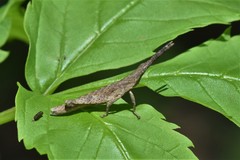 Sphenacris crassicornis