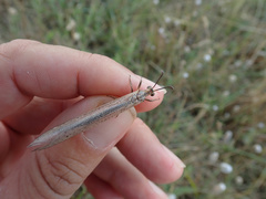 Creoleon lugdunensis