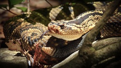 Crotalus totonacus
