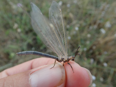 Creoleon lugdunensis