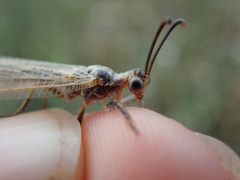 Creoleon lugdunensis