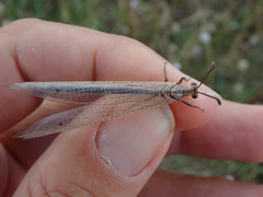 Creoleon lugdunensis