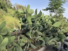 Opuntia ficus-indica