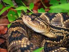 Crotalus totonacus