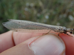 Creoleon lugdunensis