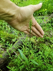 Platanthera clavellata