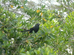 Crotophaga sulcirostris