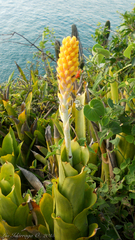 Aechmea comata