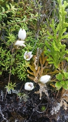 Gentianeae