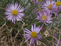 Erigeron breweri porphyreticus