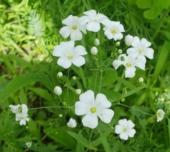 Gypsophila elegans