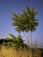 Ailanthus altissima