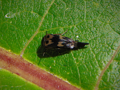 Glipa oculata