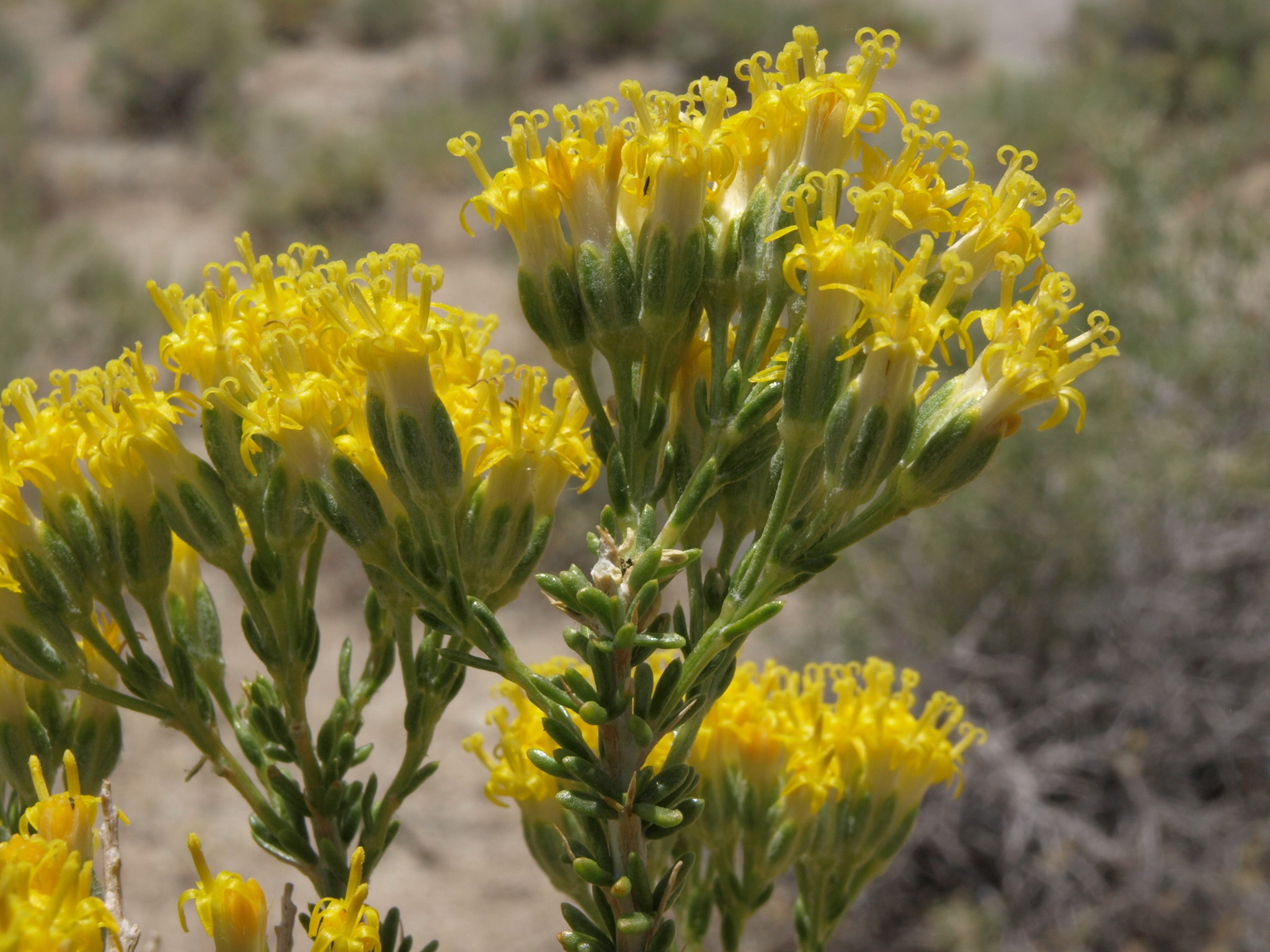 Tetradymia glabrata