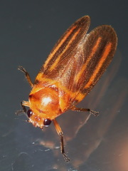Image of Ocoaxo lineatus