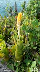 Aechmea comata