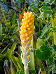 Aechmea comata