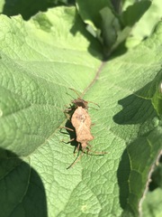 Coreus marginatus marginatus