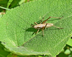 Pholidoptera macedonica