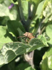Coreus marginatus marginatus