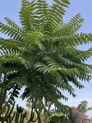 Ailanthus altissima