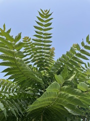 Ailanthus altissima