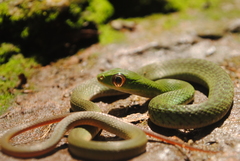 Drymobius chloroticus