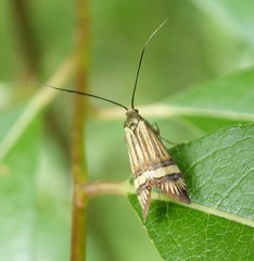 Nemophora amatella